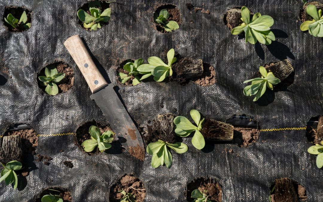 Top Tips: Gardener’s Secrets