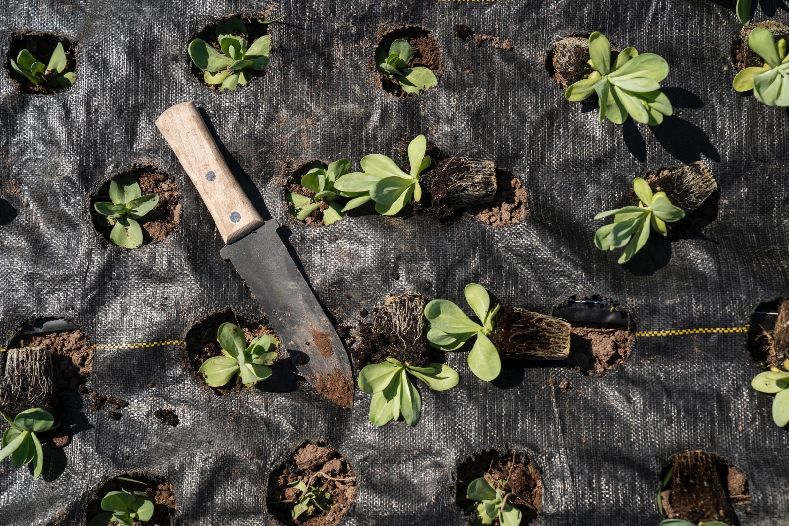 zoe-schaeffer-aH-tix1WuKw-unsplash Person planting seedlings in dark garden soil