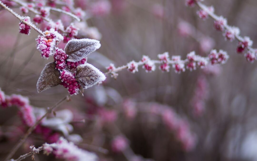 Winter in the Garden